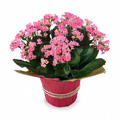 Kalanchoe