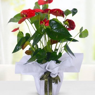 Büyük Boy Antoryum (Anthurium)