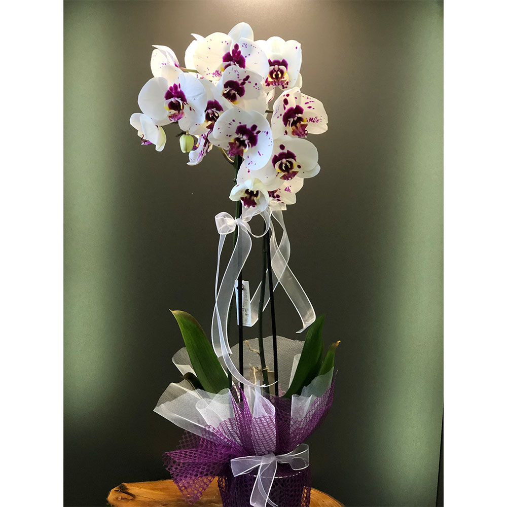 Çift Dallı Benekli Orkide