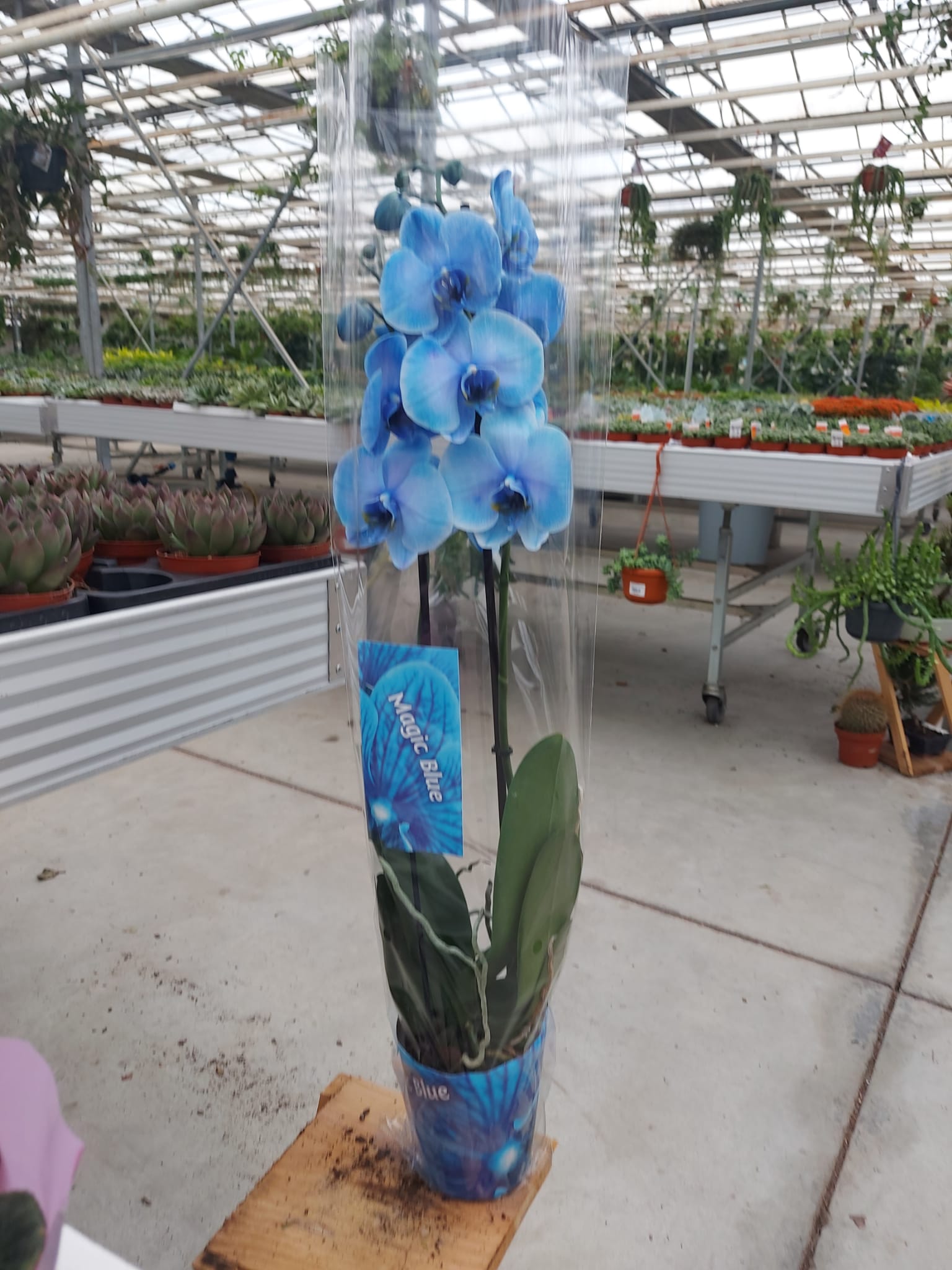 Çift Dallı Mavi Orkide