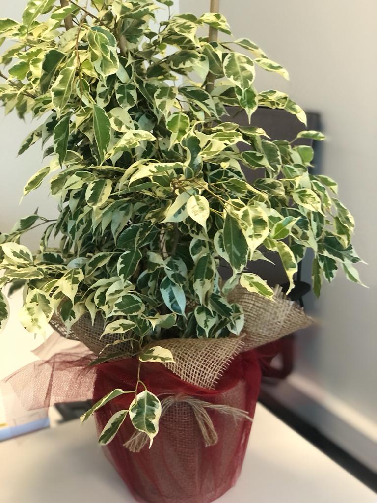 Ficus Benjamin Alacalı