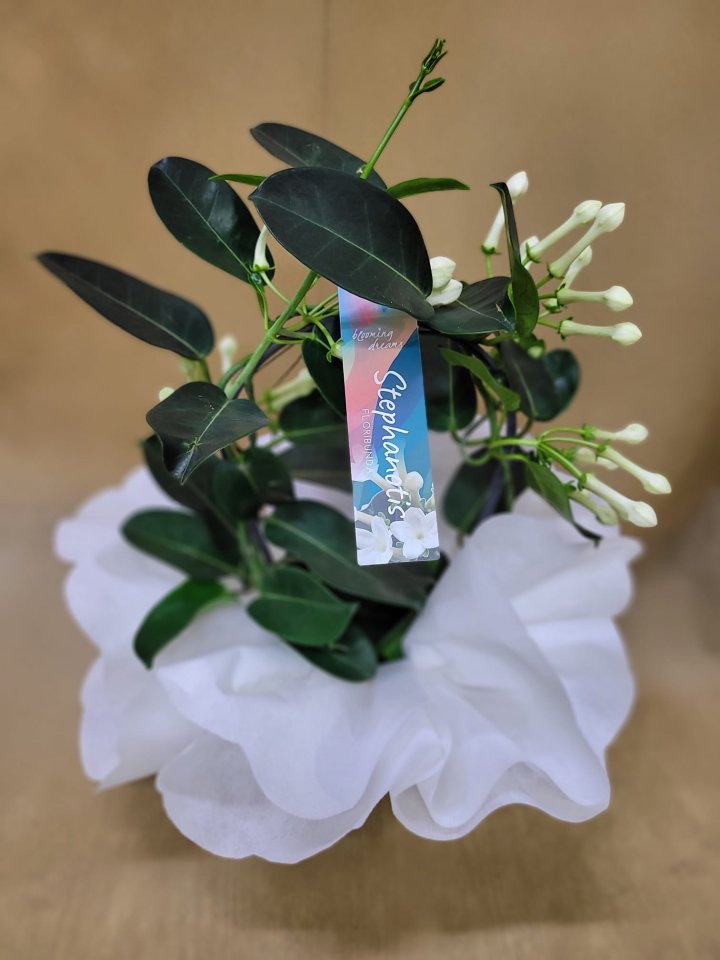 Madagaskar Yasemin Çiçeği