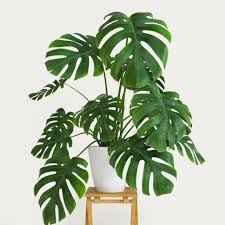 Deve Tabanı (Monstera Deliciosa)