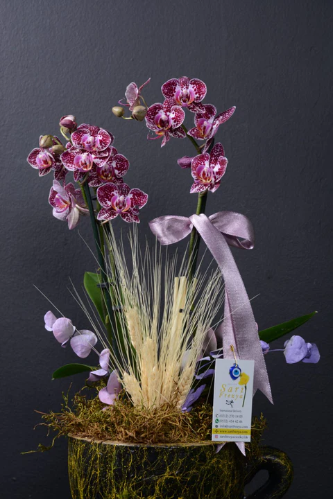 Mor Benekli Orkide