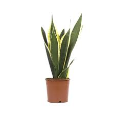 Sanseveria (Peygamber Kılıcı) Çiçeği