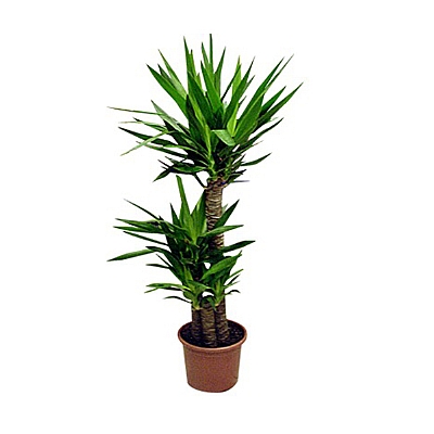 Yucca Çiçeği (3'lü)