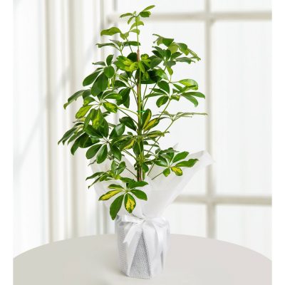 Tekli Şeflera (Schefflera)